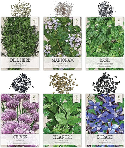 Seed Needs Herb Seeds Variety Pack Culinary Herb Collection (12 Individual Packets for Planting Indoors or Outdoors) Grow Your Own Herb Garden - Heirloom, Non-GMO