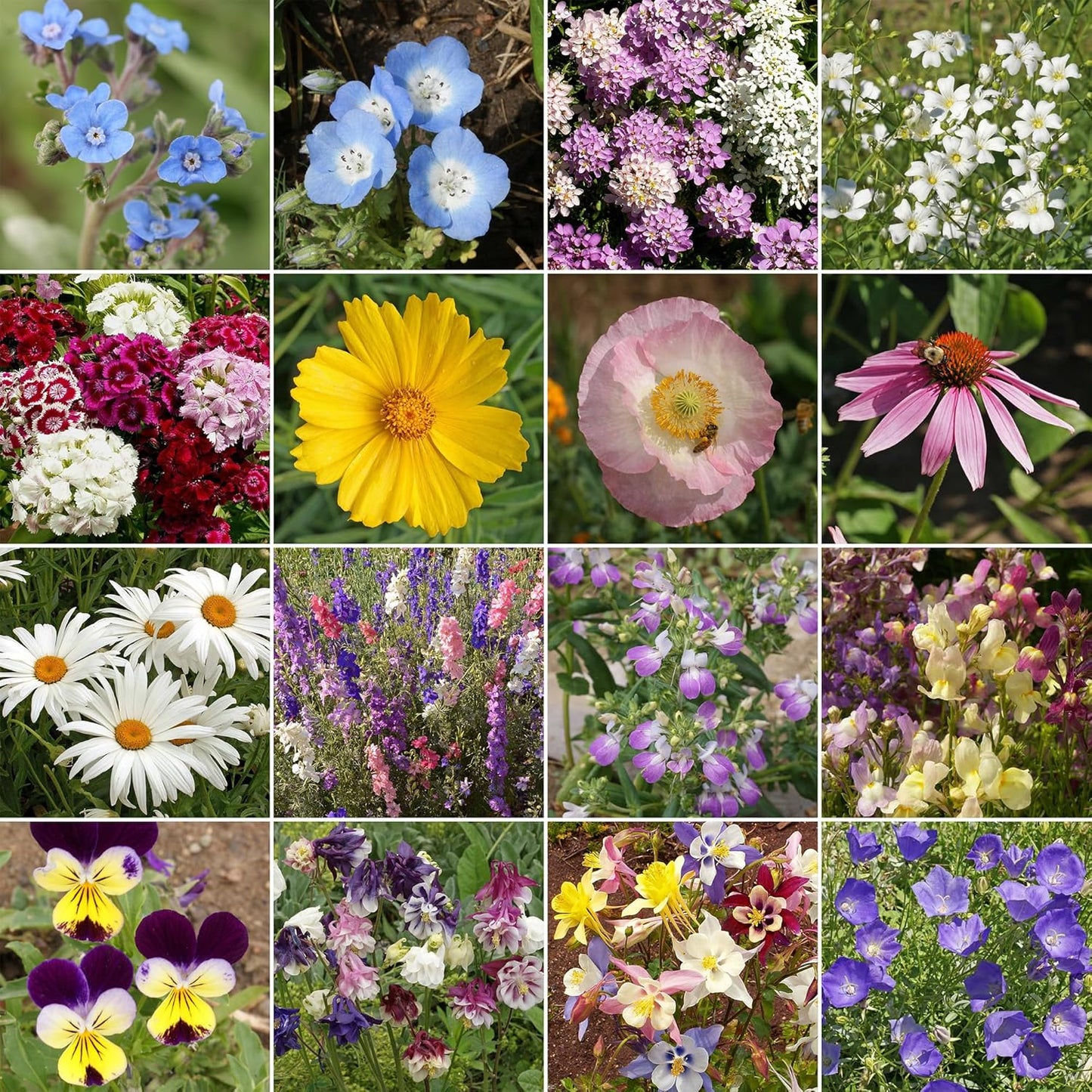 Ferry-Morse Shade Mix Bulk Flower Seeds, 1lb