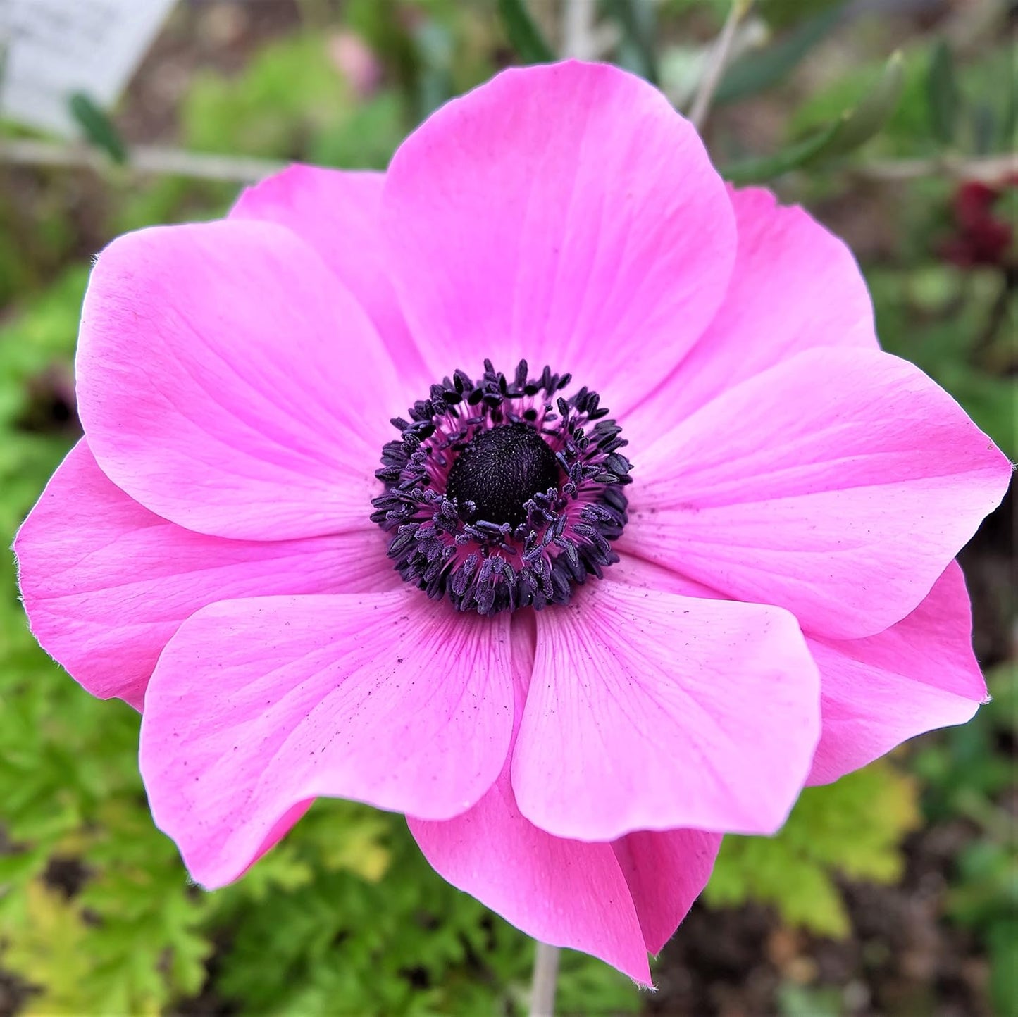 Easy to Grow Anemone Rosea - 20 Plant Bulbs, Bright Pink Flowers in Spring Outdoor, Full Sun