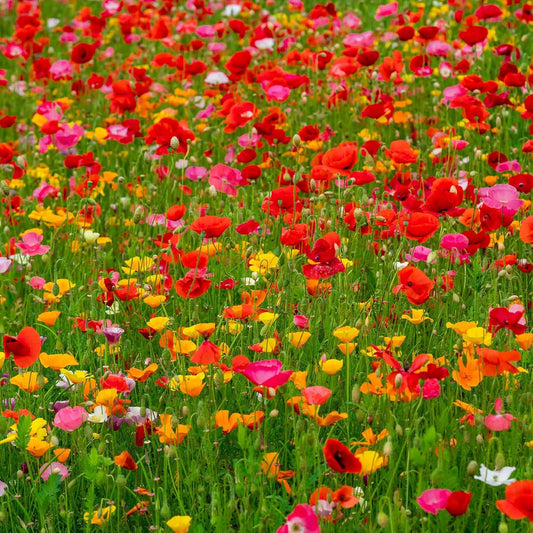Eden Brothers Poppy Power Flower Mixed Seeds for Planting, 5 lb, 2,400,000+ Seeds with Red Corn, Iceland, California Poppy, Attracts Pollinators, Plant in Spring or Fall, Zones 3, 4, 5, 6, 7, 8, 9, 10