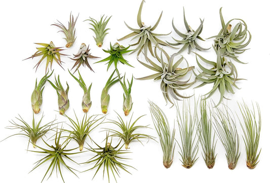 25 Pack of Classic Air Plants Variety - Live Succulent House Plants - Available in Wholesale and Bulk - Home and Garden Decor - Easy Care Indoor/Outdoor Air Plant