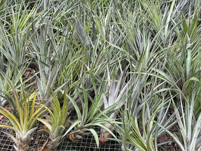 Air Plants - Tillandsia Fasciculata Tricolor, Large 4-6" - 5ct - Live Arrival Guaranteed - House Plants for Home Decor & Gift
