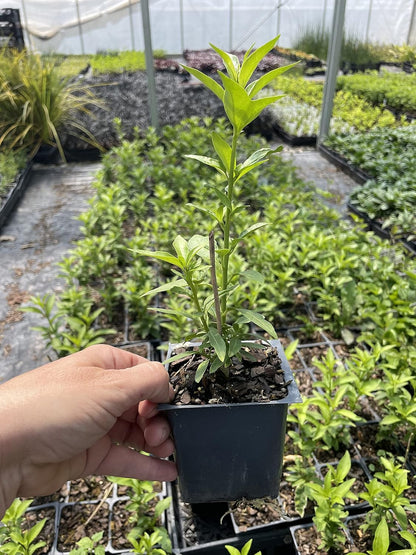 2 Nicely-Sized 4 inch Pots of Fragrant Night Blooming Jasmine