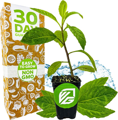 Longevity Spinach Live Plant - Gynura procumbens - Wellspring Gardens Nutrient-Rich Live Vegetable Plants - Vibrant & Healthy Plants, Easy to Grow & Maintain - Ideal for Outdoor & Indoor Planting