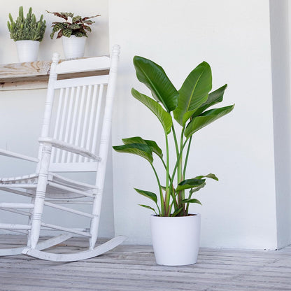 United Nursery White Bird of Paradise – Strelitzia Nicolai in 10” Grower Pot – 32–36 Inches Tall – Large Tropical Indoor Plant – Easy-Care Air-Purifying Floor Plant for Home or Office