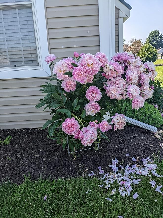 Cedar Ridge Square Foldable Flower Support Cage – Heavy-Duty Plant Support for Peonies, Mums & Pepper Plants – Ideal for Flower Beds & Garden Borders. Made in USA (13x24) – 3-Pack