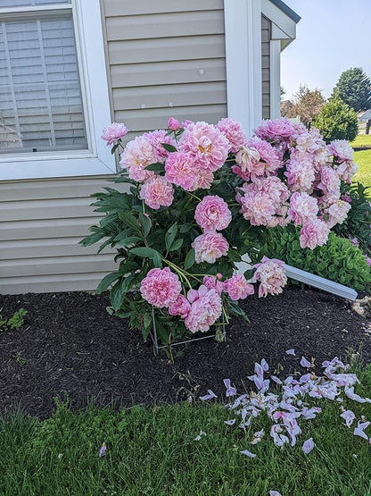 Cedar Ridge Square Foldable Flower Support Cage – Heavy-Duty Plant Support for Peonies, Mums & Pepper Plants – Ideal for Flower Beds & Garden Borders. Made in USA (13x24) – 3-Pack