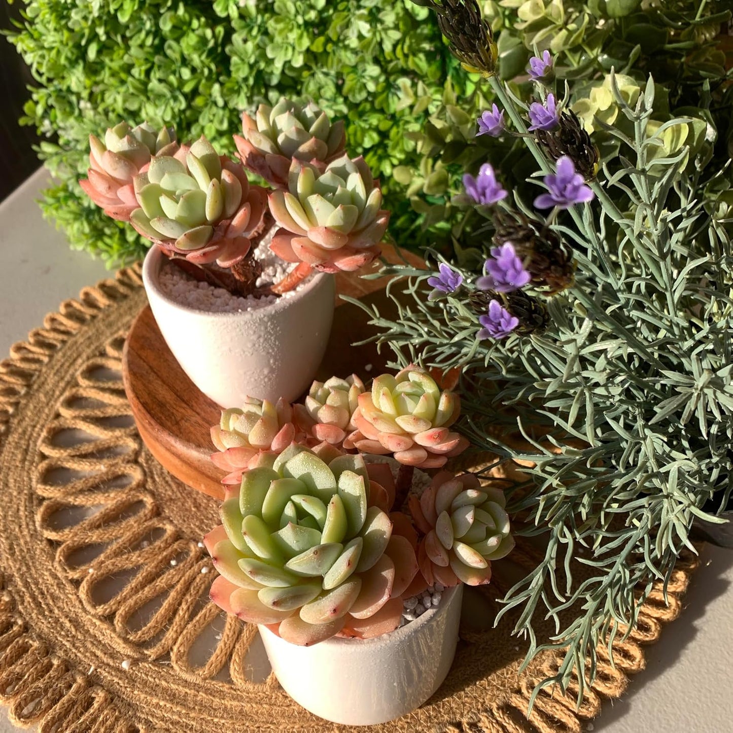 FWPP Live Succulents Plants Echeveria Love Song 3.5 inches,Rare Succulents Bare Root Without Pot Soil, Live Plants Indoor Office Decoration Wedding and Gift