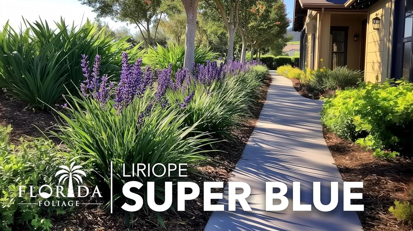 Super Blue | 10 Live Plants | Liriope Muscari | Ground Cover Plant, Ornamental Grass, Drought Tolerant, Low Maintenance, Evergreen Foliage, Purple Flower Spikes, Shade Garden Favorite, Easy to Grow