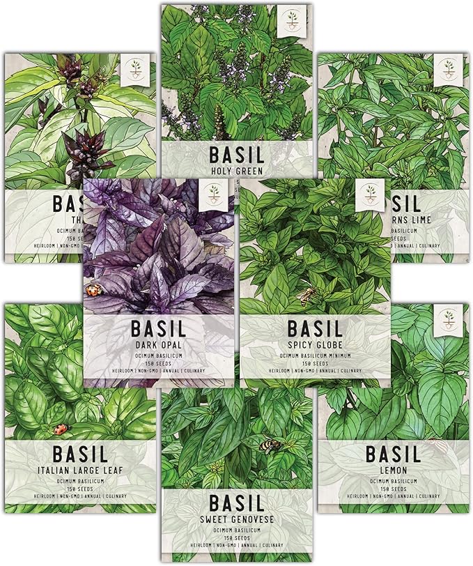 Seed Needs, Basil Seed Packet Collection Seed Starting Bundle (Includes 8 Individual Seed Packets, 36 Starter Pots & 1 Expandable Coco Coir Brick) Heirloom, Non-GMO & Untreated
