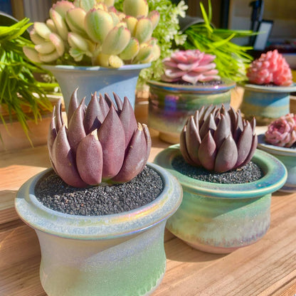 FWPP Live Succulents Plants Echeveria Affinis 2 inches,Rare Black Succulents Bare Root Without Pot Soil, Live Plants Indoor Office Decoration Wedding and Gift