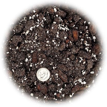 Gardenera Premium Albuca Spiralis Potting Soil Mix - Perfect Balance of Nutrients, Drainage, and Aeration for Thriving Blooms - 2 Quart