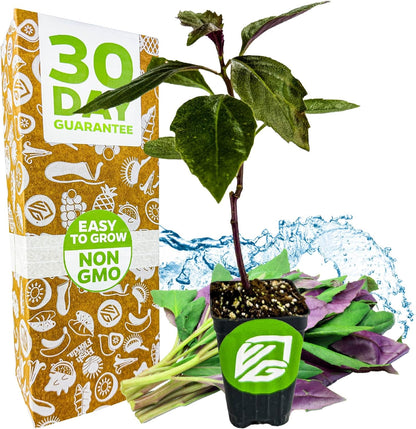 Okinawa Spinach - Gynura crepioides - Wellspring Garden Starter Plant - Easy to Grow Edible Plant - Vegetable Live Plant for Indoor & Outdoor Growing & Planting - Ideal for Home, Backyard & Gardening