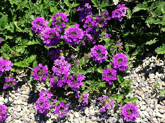 Greenwood Nursery: Live Perennial Plants - 'Homestead Purple' + Verbena Canadensis - [Qty: 1x Pint Pot] - (Click for Other Available Plants/Quantities)
