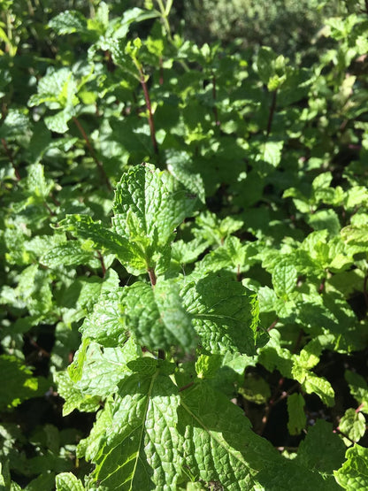 Mojito Mint Live Plant (mentha x villosa)