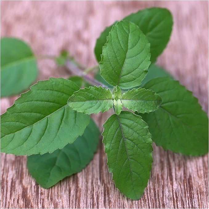 Seed Needs, Culinary Basil Herb Seed Packet Collection (8 Individual Basil Seed Varieties for Planting) Non-GMO & Untreated