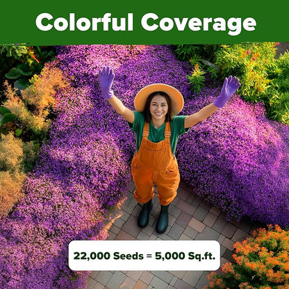 HOME GROWN Purple Creeping Thyme Seeds – Non-GMO Ground Cover Flowers – 22000+ Edible Herb Seeds for Planting Lawns & Paths – 3g Perennial Thymus serpyllum
