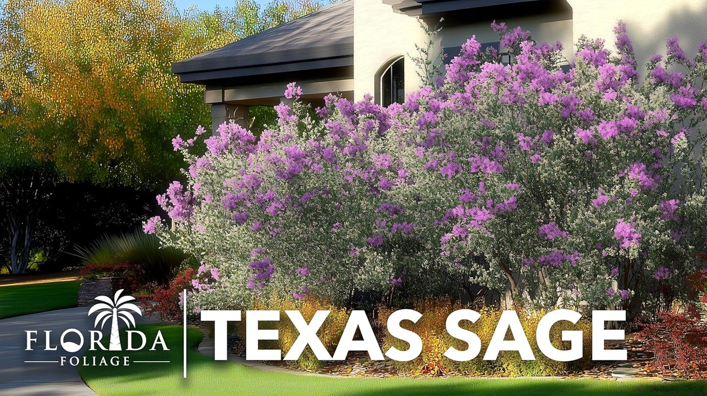 Texas Sage | 40 Live Plants | Leucophyllum frutescens | Drought-Tolerant Shrub for Landscaping | Hardy Evergreen with Silver Foliage and Purple Blooms