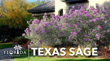 Texas Sage | 40 Live Plants | Leucophyllum frutescens | Drought-Tolerant Shrub for Landscaping | Hardy Evergreen with Silver Foliage and Purple Blooms