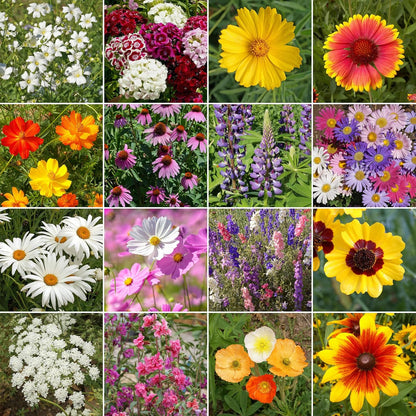 Ferry-Morse Cut Flower Mix Bulk Wildflower Seeds, 1lb