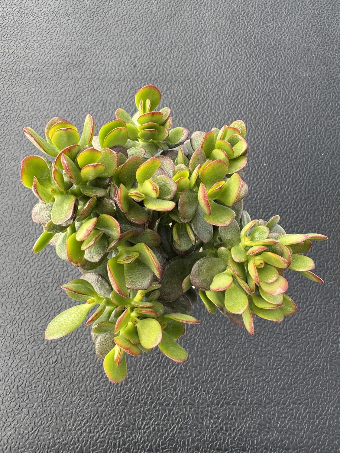 Dwarf Jade with White Stripe Jade, Live Crassula Ovata Crosby's Compact, Rare Cute Succulent Plant in 4" Planter, Home Office Décor