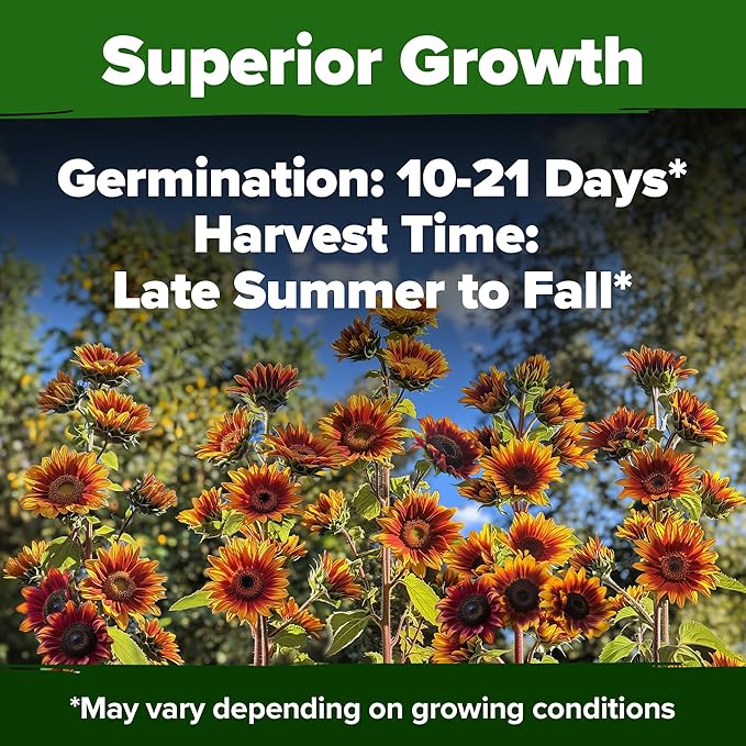HOME GROWN 𝗨𝗦𝗔 𝗣𝗥𝗘𝗠𝗜𝗨𝗠 Autumn Beauty Sunflower Seeds to Plant 40 Heirloom Non-GMO Sunflower Seeds for Planting Blooms for Pollinator Support, and Ornamental Flower Garden (Helianthus annuus)
