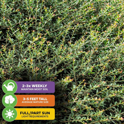 Dwarf Yaupon Holly Live Plant - Ilex by Wellspring Gardens - Caffeinated Tea Starter Plant - Outdoor Shrub Collection Garden and Landscape Decor - Perfect for Landscaping with Dwarf Shrubs and Bushes