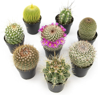 Altman Plants, Assorted Cactus Plants Live Cactus Decor (8PK), Cactus Plant Live Succulents Plants Live in Cactus Soil Potting Mix, Live Cacti Plants Live Succulent Plants Live Plants in Cactus Pot