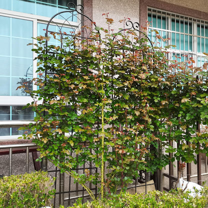 6 Pack Metal Garden Trellis 86.7" H Garden Fence Rustproof Trellis for Climbing Plants Support Roses Flower Outdoor Lawn, Black 7.2FT Tall