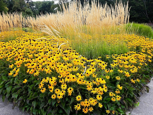 Greenwood Nursery: Live Perennial Plants - Black-Eyed Susan + Rudbeckia Fulgida 'Goldsturm' - [Qty: 5X Pint Pots] - (Click for Other Available Plants/Quantities)