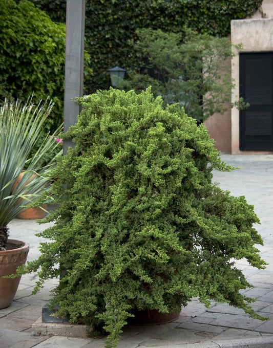 Juniper Procumbens Nana - 30 Live Plants - Drought Tolerant Evergreen Groundcover - Great for Bonsai