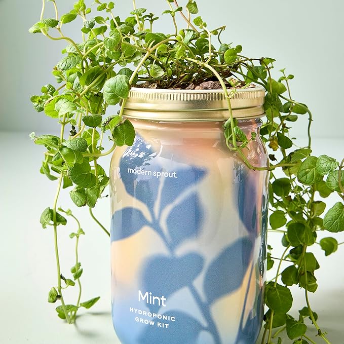 Modern Sprout Mason Garden Jar - Self-Watering Hydroponics Growing System Kit with Organic Herb Seeds - Jar Planter for Indoor Herb Garden - Seed Starter Kit - Home Decor & Gifting - Mint