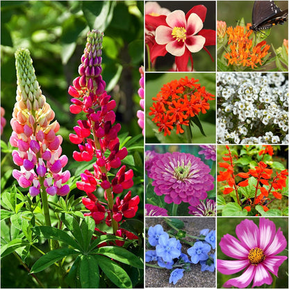 Seed Needs Wildflower Seeds Hummingbird and Butterfly Seed Mix | 5 Packs (1 Ounce Each) No Filler 23 Varieties Garden Seeds Annual & Perennial Species | Pollinator Attracting Flower Seed | Bulk