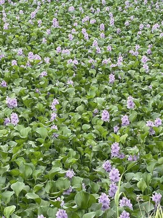 12 Water Hyacinth (Eichornia Crassipes) Floating Water Garden Pond Plants (12 Live Plants)
