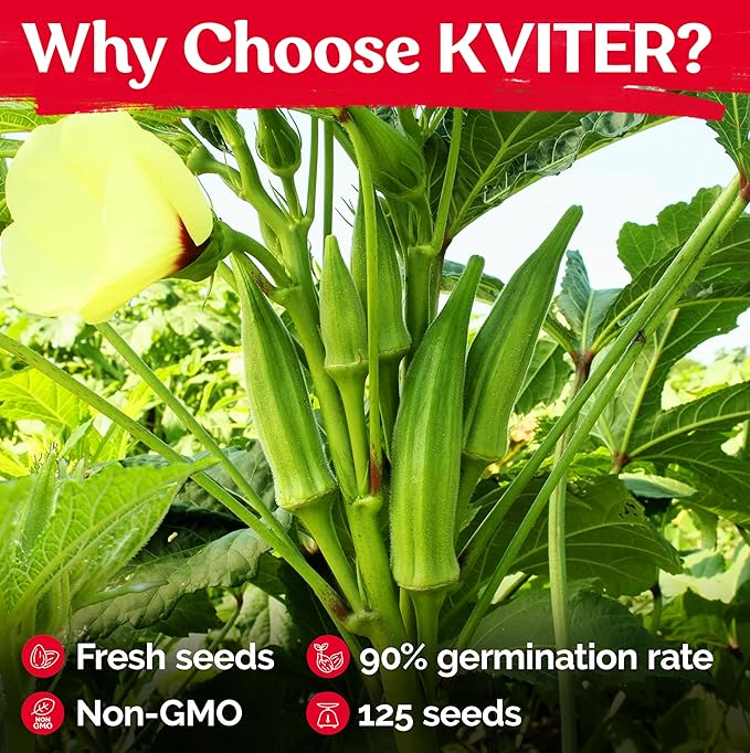 KVITER 125 Clemson Spineless 80 Okra Seeds for Planting (Abelmoschus esculentus) – Heirloom & Organic Okra, Spineless Pods, Heavy Yields – Vegetable Seeds to Plant in Outdoor Garden