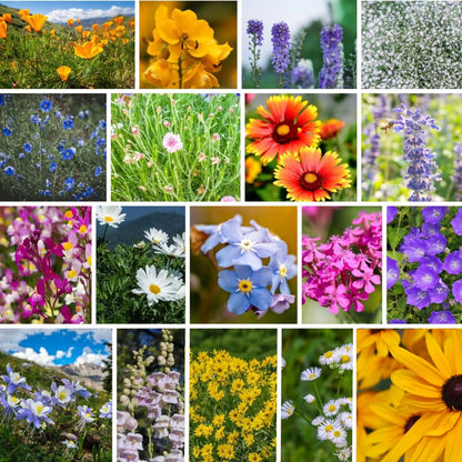 Rocky Mountain Wildflower Seeds Mix - 1 Lb Seed Pouch - 22 Wild Flower Seed Varieties - Annuals, Perennials and Bi-Annuals - Flower Garden