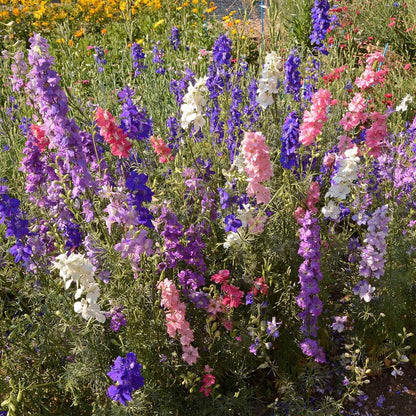 Ferry-Morse Cottage Garden Mix Bulk Flower Seeds, 1lb