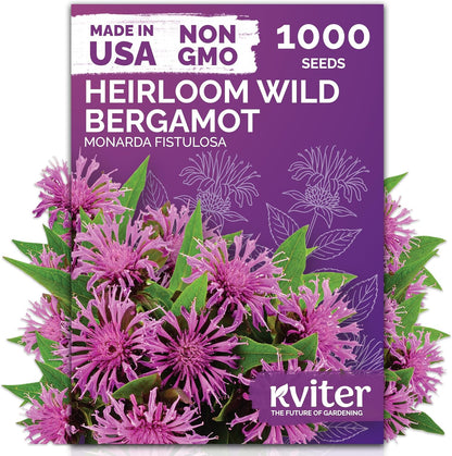 KVITER 1,000 Wild Bergamot Seeds for Planting (Monarda fistulosa) – Bee Balm Native Wildflower, Pollinator Magnet, Organic & Non GMO – Perennial Flower Seeds to Plant Outside in Flower/Herb Garden