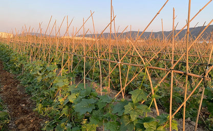 Plant Bamboo Post,3Feet,Bamboo Garden Stakes,50PcsBamboo Stakes,for Tomato,Beans,Vegetable and Flowers, Potted Plants,Indoor and Outdoor Climbing Plants