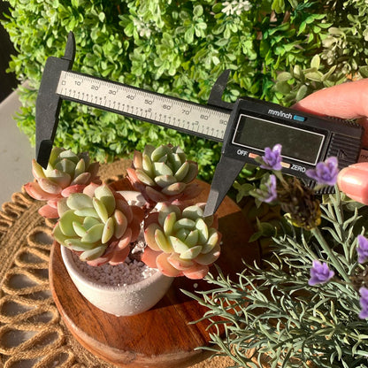 FWPP Live Succulents Plants Echeveria Love Song 3.5 inches,Rare Succulents Bare Root Without Pot Soil, Live Plants Indoor Office Decoration Wedding and Gift