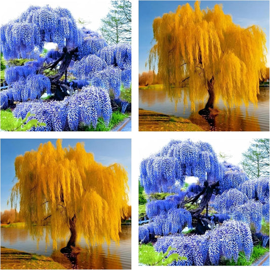 Alexa's Elegant Weeping Duo - 4 Live Trees to Plant - 2 Stunning Live Potted Blue Chinese Wisteria Seedlings - 2 Gold Weeping Willow Cuttings to Grow - Make Your Yard Stand Out
