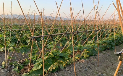 Plant Bamboo Post,5Feet,Bamboo Garden Stakes,50PcsBamboo Stakes,for Tomato,Beans,Vegetable and Flowers, Potted Plants,Indoor and Outdoor Climbing Plants