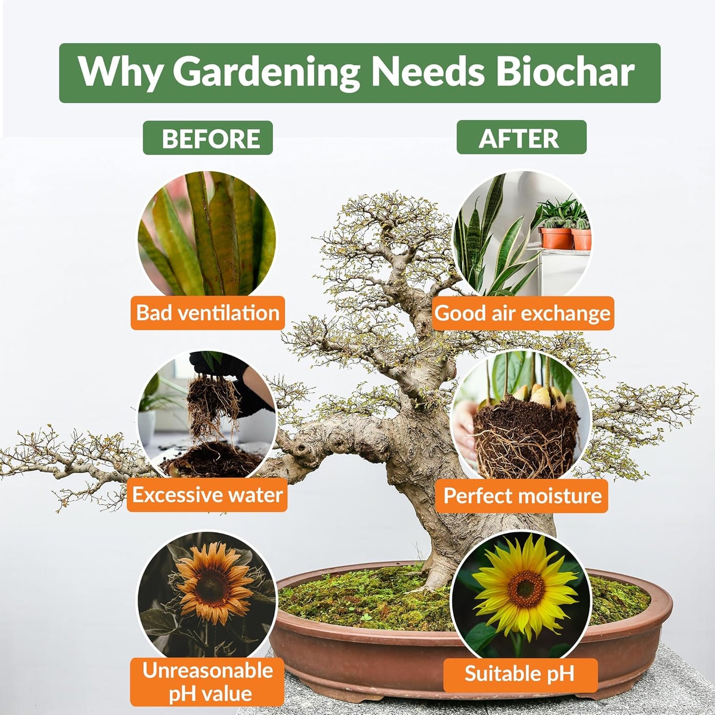 Premium Biochar Soil Enhancer – 100% Organic Charcoal Amendment for Improved Soil Health and Plant Growth (24 Quarts)