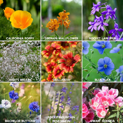 Wildflower Seeds - Rocky Mountain Mix, 2 oz (80,000+ Seeds) – 18 Non-GMO Varieties – Bulk Pollinator-Friendly Blend for Planting