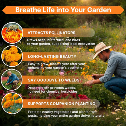 Marigold Seeds Pack 1 oz - Over 9,250 Non-GMO Heirloom Marigold Seeds for Planting Indoor & Outdoor Gardening, Flower Seed for Planting Home and Garden, Flowers Seed in Individual Packet