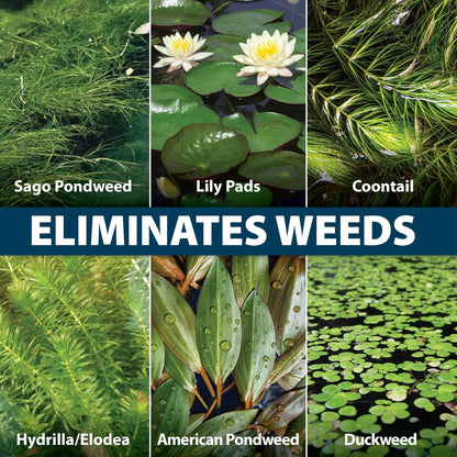 Airmax Wipeout Pond Weed Defense, Herbicide & Aquatic Weed Control, Controls Duckweed & Other Unwanted Submerged & Floating Vegetation, Easy-to-Use & Long Lasting, All-Season Treatment - 1 Gallon