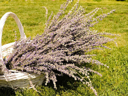 Greenwood Nursery: Live Perennial Plants - Grosso Lavender + Lavandula x Intermedia - [Qty: 3X 3.5 Pots] - (Click for Other Available Plants/Quantities)