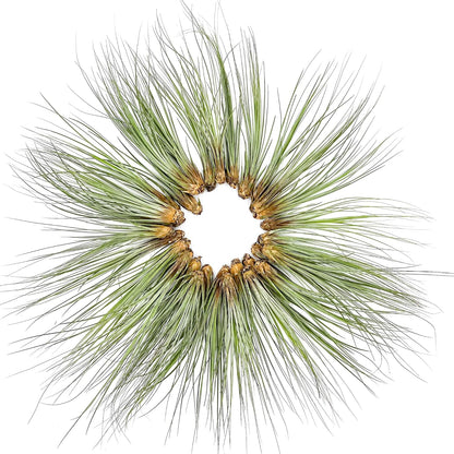 Air Plants Bulk - Tillandsia Juncea Wholesale, Jumbo 8-12" - 30ct - Live Arrival Guaranteed - House Plants for Home Decor & Gift