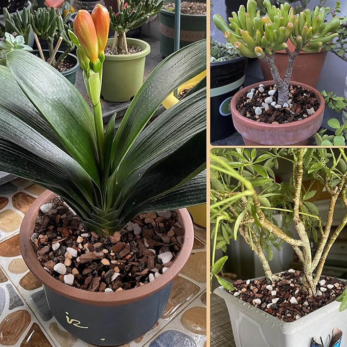 10 Quart Bonsai Soil Mix Lava,Pumice,Pine Bark and Calcined Rock, Natural Organic Mix for Potted Plants…