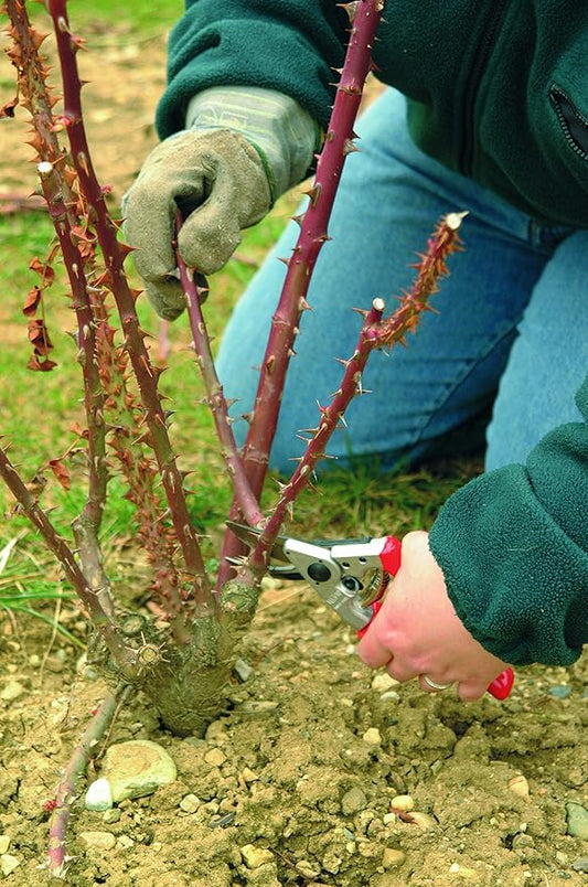 Felco F10 Pruning Shears – 8.3" Swiss-Made Left-Handed Garden Clippers with 25mm Cutting Capacity | Hand Pruners for Gardening | Garden Tool Cutter with Precision Bypass Blade, Aluminum Handles